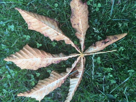 16_natuurdetails (6)