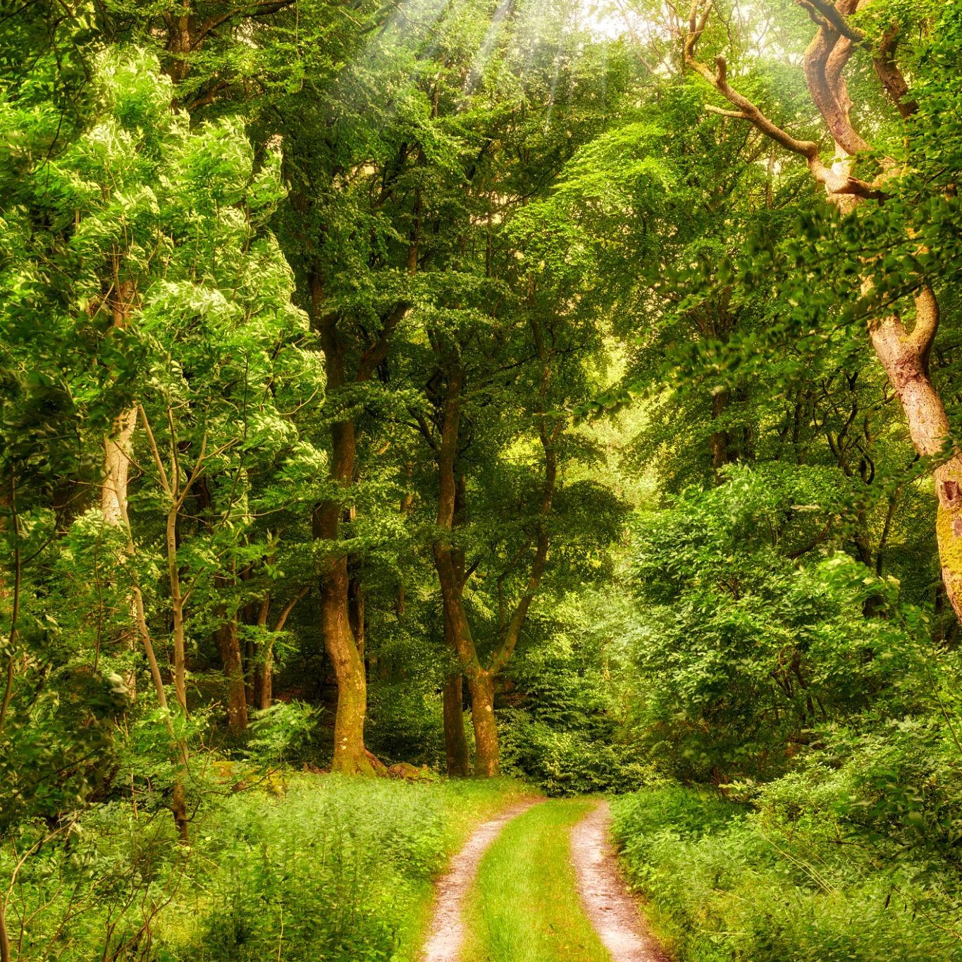 In het Groen